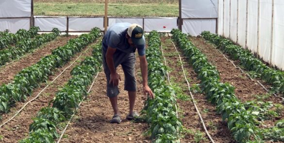 Büyükşehir, yüzde 50 hibe destekli seraları çiftçilere teslim ediyor 22
