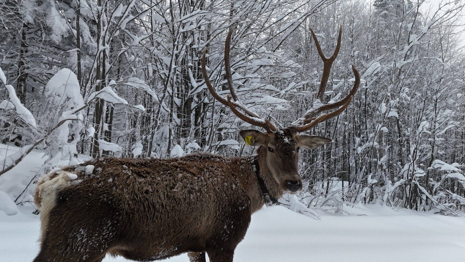 Kuzuyayla'nın müdavimi kızıl geyikler (4)