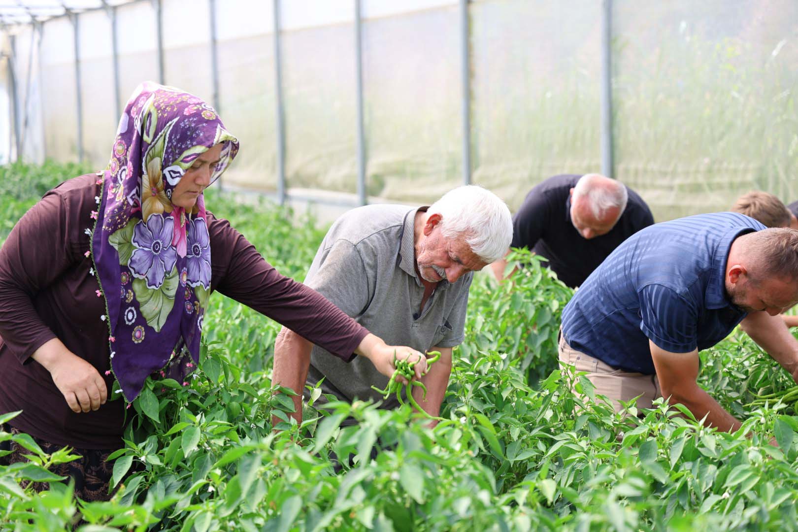Büyükşehir’in sera desteği üretime güç kattı (10) (Büyük) kopya
